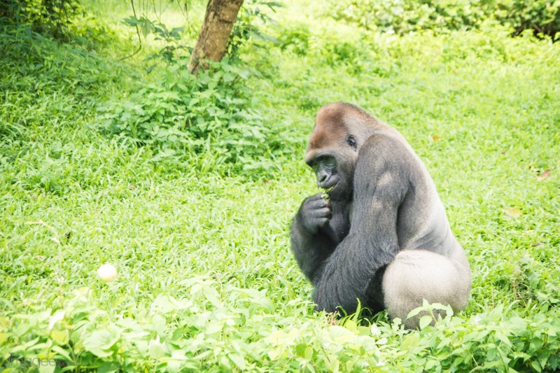 Bersua Gorila di Pusat Primata Schmutzer Ragunan | the atmojo