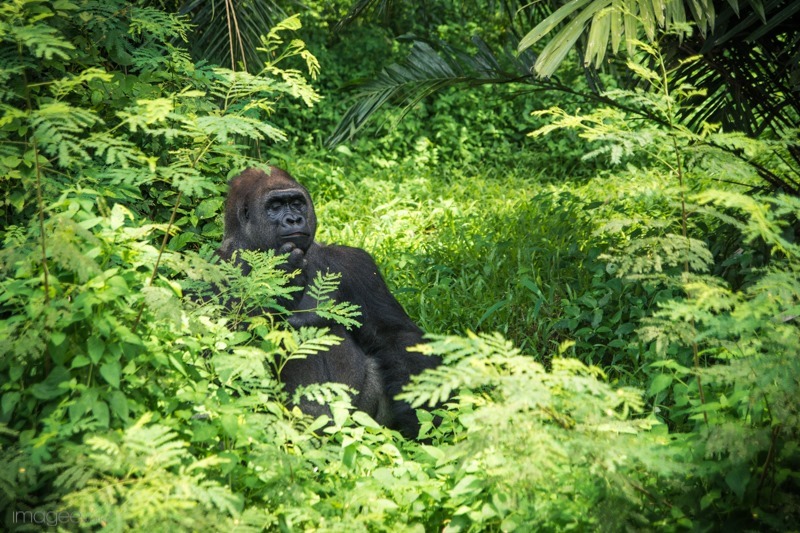 Bersua Gorila di Pusat Primata Schmutzer Ragunan | the atmojo
