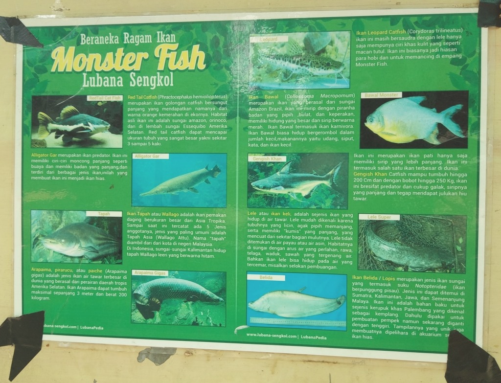 Mancing “Monster Fish” di Lubana Sengkol | the atmojo